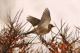 Attēlu rezultāti vaicājumam “Turdus pilaris”