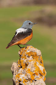 Image result for Monticola saxatilis