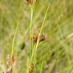 Attēlu rezultāti vaicājumam “Rhynchospora fusca”