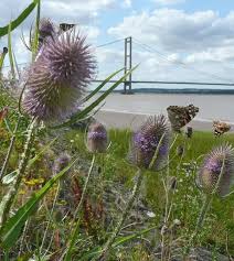 Attēlu rezultāti vaicājumam “Dipsacus fullonum flower”