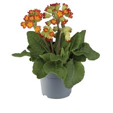 Image result for Primula veris
