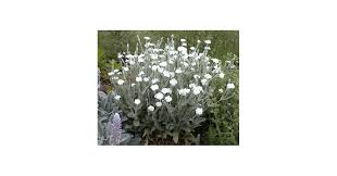 Image result for Lychnis coronaria alba