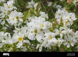 Attēlu rezultāti vaicājumam “Exochorda giraldii var. wilsonii”