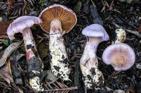 Attēlu rezultāti vaicājumam “Cortinarius traganus”