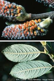 Attēlu rezultāti vaicājumam “Salix cinerea leaf”