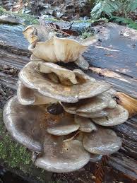 Attēlu rezultāti vaicājumam “Hydnocristella himantia”