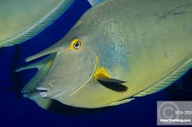 Image result for Naso unicornis