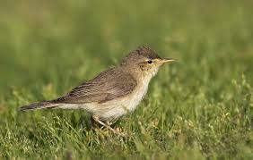 Image result for Hippolais pallida