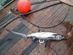 Image result for Alopias superciliosus