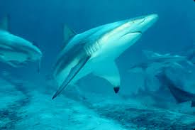 Image result for Carcharhinus limbatus