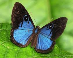 Attēlu rezultāti vaicājumam “Lycaeniinae”