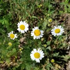 Attēlu rezultāti vaicājumam “Tripleurospermum inodorum”