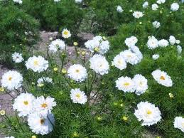 Image result for Cosmos bipinnatus `Double Click`