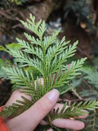 Attēlu rezultāti vaicājumam “Chamaecyparis lawsoniana”