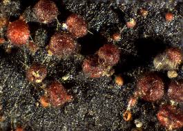 Attēlu rezultāti vaicājumam “Nectria episphaeria”