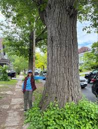 Attēlu rezultāti vaicājumam “Quercus rubra”