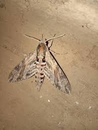 Attēlu rezultāti vaicājumam “Agrius convolvuli”