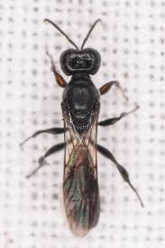 Attēlu rezultāti vaicājumam “Crabronidae”