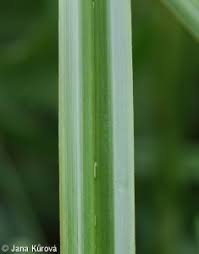Attēlu rezultāti vaicājumam “Scirpus sylvaticus fruit”