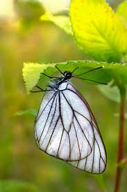 Attēlu rezultāti vaicājumam “Aporia crataegi larva”