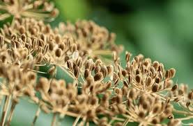 Attēlu rezultāti vaicājumam “Anethum graveolens flower”