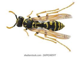 Attēlu rezultāti vaicājumam “Polistes”