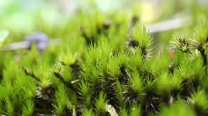 Attēlu rezultāti vaicājumam “Campylopus introflexus”