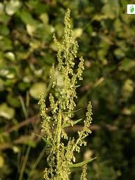 Attēlu rezultāti vaicājumam “Rumex aquaticus bud”