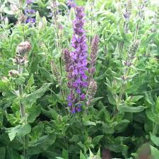 Attēlu rezultāti vaicājumam “Salvia nemorosa leaf”