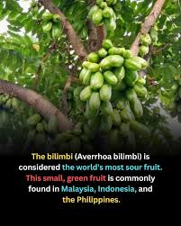 Attēlu rezultāti vaicājumam “Betula humilis fruit”