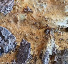 Attēlu rezultāti vaicājumam “Ceriporia”