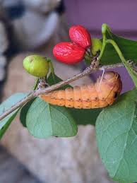 Attēlu rezultāti vaicājumam “Ceruchus chrysomelinus imago”