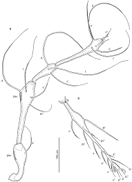 Attēlu rezultāti vaicājumam “Belbodamaeus sp.”