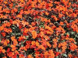 Attēlu rezultāti vaicājumam “Silene x arkwrightii Vesuvius flower”