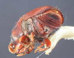 Attēlu rezultāti vaicājumam “Scolytus scolytus, Scolytus multistriatus”