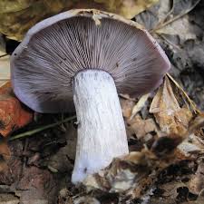 Attēlu rezultāti vaicājumam “Lepista sp.”