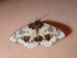 Attēlu rezultāti vaicājumam “Abraxas sylvata”