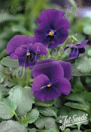 Image result for Viola cornuta