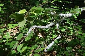 Attēlu rezultāti vaicājumam “Prociphilus xylostei”