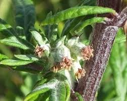 Attēlu rezultāti vaicājumam “Artemisia vulgaris bud”