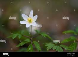 Attēlu rezultāti vaicājumam “Isopyrum thalictroides”