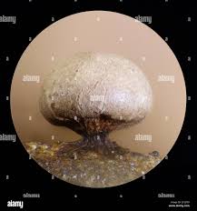 Attēlu rezultāti vaicājumam “Diderma radiatum young”