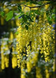 Attēlu rezultāti vaicājumam “Laburnum alpinum flower”