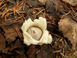 Attēlu rezultāti vaicājumam “Geastrum quadrifidum”