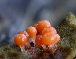 Attēlu rezultāti vaicājumam “Lycogala cf. fossiculatum sessile”