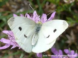 Attēlu rezultāti vaicājumam “Pieris rapae male”