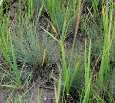 Attēlu rezultāti vaicājumam “Corynephorus canescens”