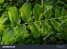 Attēlu rezultāti vaicājumam “Polygonatum multiflorum  leaf”