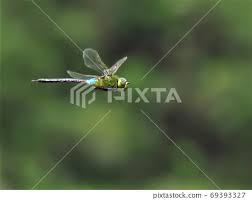 Attēlu rezultāti vaicājumam “Anax parthenope”