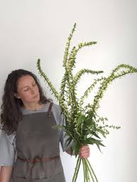 Image result for Digitalis lutea